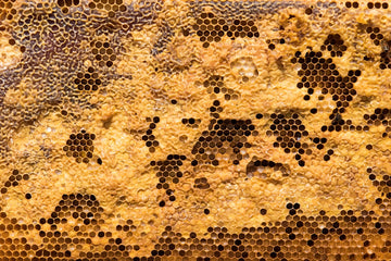 Honeybees on honeycomb, the source of propolis and of propolis allergy in natural skin salves