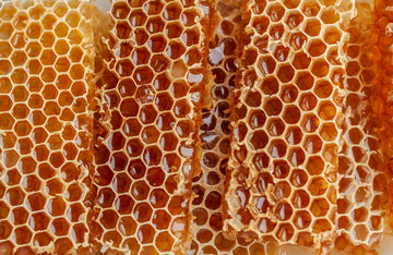 Close-up of golden honeycomb where bees make the propolis used in propolis salve