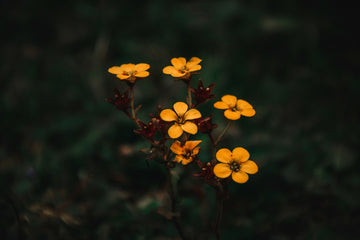 Gelbe Arnika-Blüten auf einer Wiese als Grundlage für eine Arnika Salbe